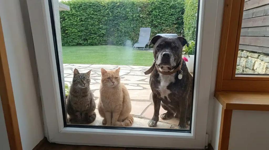 Lotka a kočičky za oknem naši pacienti